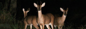 Deer in headlights - showing fear